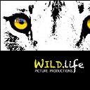 WildLifeProductions