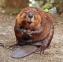 BlubbyBeaver