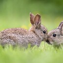 ANIMALFUNS