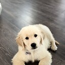 kevinthegoldenpup