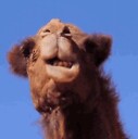 SamelCamel