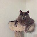 Just3cats