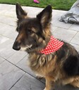 CPT_FOX_Ziggie