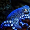 TheBlueOctopus