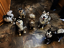 MaineAimRanchPomskyDogs