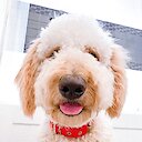 Mayothedoodle