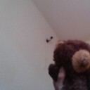 Bigbearvids