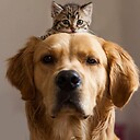 FunnyCatsDogs01