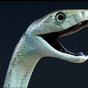 blackmamba9