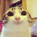 FunnyCatsCompilations