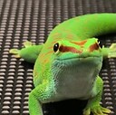 CrimsonDayGecko