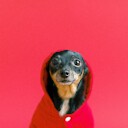 Funnydogsoftheworld