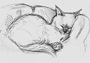 BellaMagicFox315