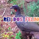 reidosfelinos