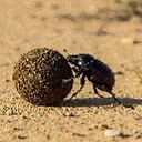 Sisyphean_Dung_Beetle