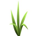 grassr00ts