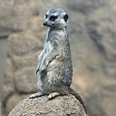 JebsClips