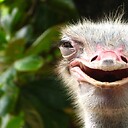 universalostrichfarms