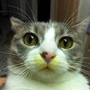 AnimalsFunnyVideosss