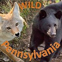 wildpennsylvania