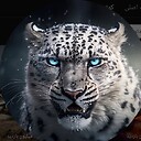 Versuszooo