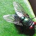 FlyOnWall
