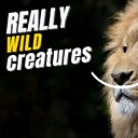 ReallyWildCreatures