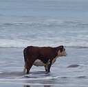 Cow0fTheSea