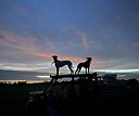 southflhuntinghogs