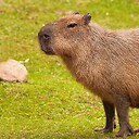 CapybaraNation