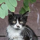 StreetCats