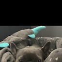 Bellafrenchie