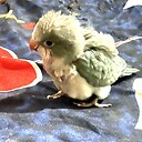 Boba_parrot