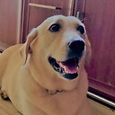 Animalpodda18