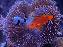 paxslittlereef