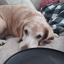toby12