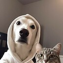 CatDogFun