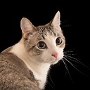 Cutecate1