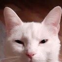 Lilwhitecat