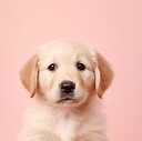 cute_dogs_pets