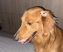 PioGi