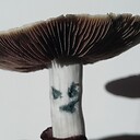 PsychedelicSasquatch
