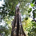 Guarantan