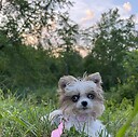 peacepuppiesyorkies777