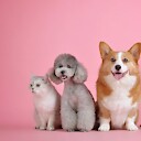 CuttiePet