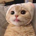 CuteAnimalVideosOffical