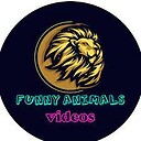 animalsfunnyvideo77