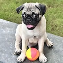 Pug_Diaries