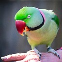 birdloverrj