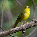 Naturebirds